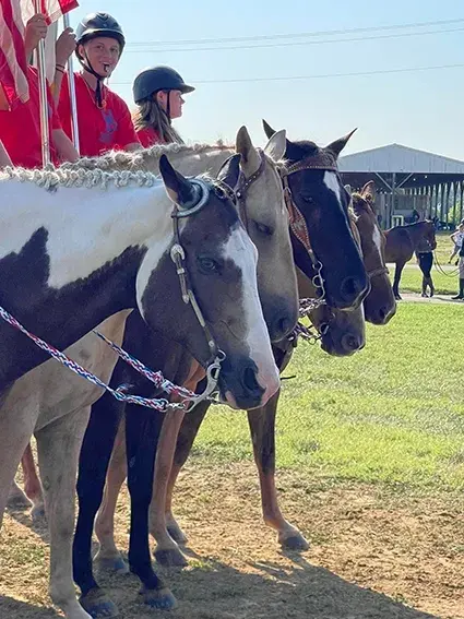 Night Sun Stables Horses Up Close